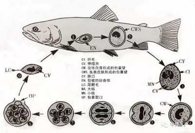 小瓜虫生活周期详解：关于小瓜虫生活周期的摘要 其他宠物 第2张