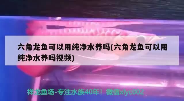 六角恐龙鱼需要用纯净水养么：六角恐龙鱼不需要纯净水养殖，六角恐龙鱼养殖过滤系统推荐 其他宠物 第2张