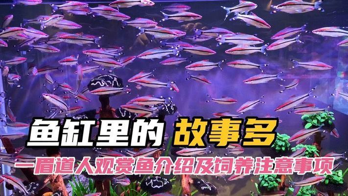 人工繁殖一眉道人鱼技术解析：一眉道人鱼的生物学特性与繁殖条件 其他宠物 第5张