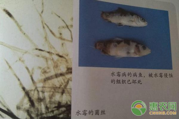 锦鲤游动异常的处理方法：如何判断锦鲤是否受惊 其他宠物 第1张