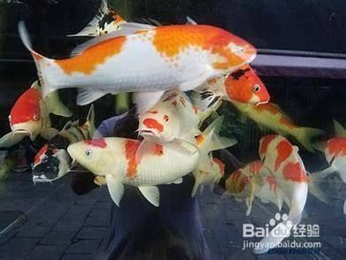 龙鱼厌食不吃有什么办法缓解吗：龙鱼厌食不吃东西怎么办？ 水族问答 第1张