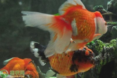 龙鱼厌食怎么办小妙招：龙鱼厌食怎么办？ 水族问答 第2张