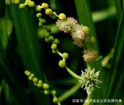 水生植物土壤选择指南：关于水生植物土壤选择的几个关键点 其他宠物 第4张