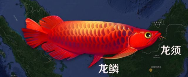 龙鱼厌食症怎么治疗好的快：关于龙鱼厌食症的问题 水族问答 第1张