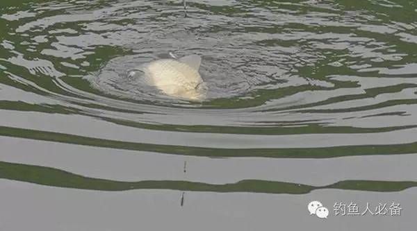 龙鱼咽食困难怎么治疗：如何判断龙鱼是否真的遇到了咽食困难？ 水族问答 第1张