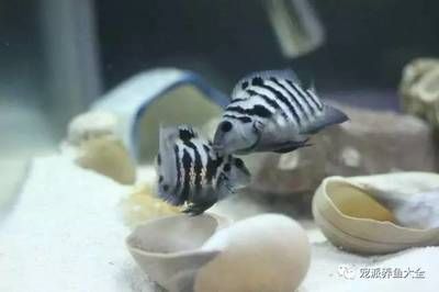 龙鱼养大了怎么处理干净：清理龙鱼干净的方法 水族问答 第2张