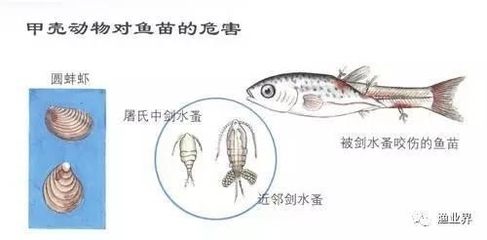 鱼苗常见疾病及防治措施：鱼苗常见疾病的防治措施 其他宠物 第4张