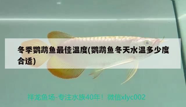 鹦鹉鱼冬季换水技巧分享：冬季养鹦鹉鱼换水技巧 其他宠物 第2张