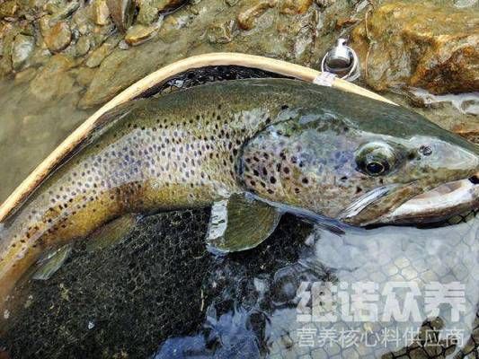 黑云鱼繁殖期饲料自制方法：黑云鱼繁殖期饲料自制 其他宠物 第1张