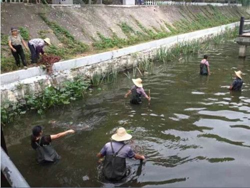 如何有效改善鱼塘水质：如何有效地改善鱼塘水质 其他宠物 第2张