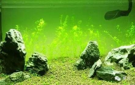 水族箱底砂厚度的最佳实践：水族箱底砂厚度的最佳实践：水族箱底砂厚度的最佳实践 其他宠物 第2张