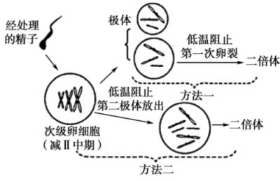 锦鲤遗传因素对体色影响研究：mirna调控锦鲤体色遗传多样性研究揭示 其他宠物 第3张