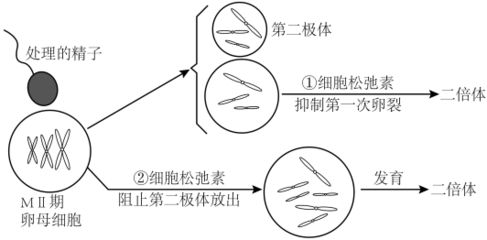 锦鲤遗传因素对体色影响研究：mirna调控锦鲤体色遗传多样性研究揭示 其他宠物 第5张