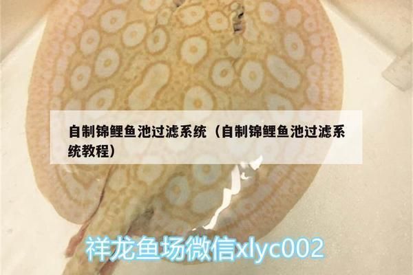 如何自制月光鸭嘴鱼饲料：月光鸭嘴鱼营养需求分析，自制鱼饲料成本效益评估 其他宠物 第2张