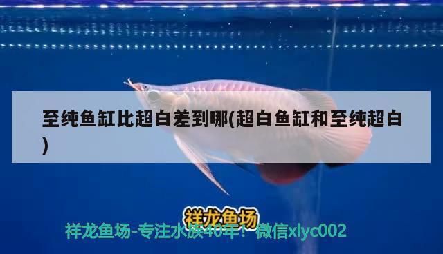 红头利鱼保温材料效果对比：——红头利鱼保温材料对比 其他宠物 第2张