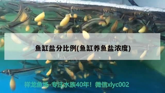 元宝凤凰鱼繁殖饲料添加剂选择：元宝凤凰鱼繁殖期饲料添加剂效果如何自制元宝凤凰鱼饲料品牌推荐 其他宠物 第3张