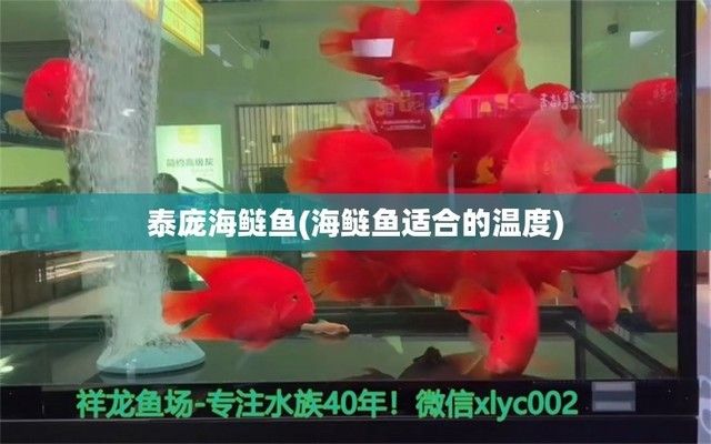 不同季节泰庞海鲢鱼习性：泰庞海鲢鱼在不同季节的习性有所改变 其他宠物 第4张