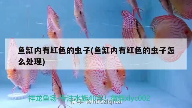 三间鼠鱼苗光照强度标准：三间鼠鱼苗光照强度标准并没有直接相关的权威信息 其他宠物 第4张