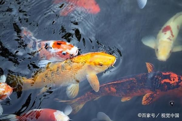 七纹巨鲤鱼指环虫病的日常防护：七纹巨鲤鱼指环虫病的治疗方法 其他宠物 第2张