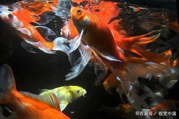 七纹巨鲤鱼指环虫病的日常防护：七纹巨鲤鱼指环虫病的治疗方法 其他宠物 第5张