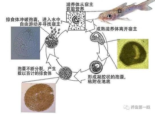 溪流缸造景：溪流缸是一种利用小型容器模仿自然溪流水景的装置 观赏鱼论坛 第3张