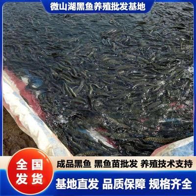 黑鱼养殖利润最大化途径：黑鱼养殖利润最大化的方式 其他宠物 第1张