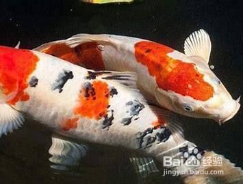 春季锦鲤投喂的最佳频率？：春季锦鲤投喂最佳频率为每天1-2次 其他宠物 第1张