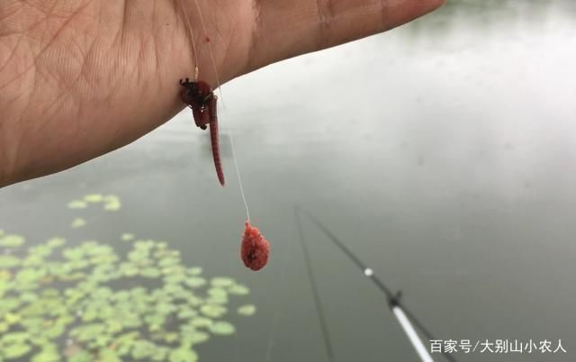 活饵冷藏保存的最佳温度：活饵冷藏保存的最佳温度为冰箱冷冻室或冰箱0度以下 其他宠物 第4张