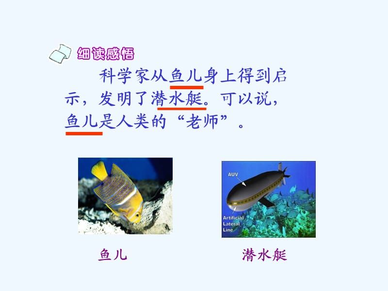 潜水艇鱼性别鉴定误区：关于潜水艇鱼性别鉴定的一些误区 其他宠物 第5张