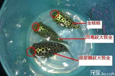 潜水艇鱼性别鉴定误区：关于潜水艇鱼性别鉴定的一些误区 其他宠物 第2张