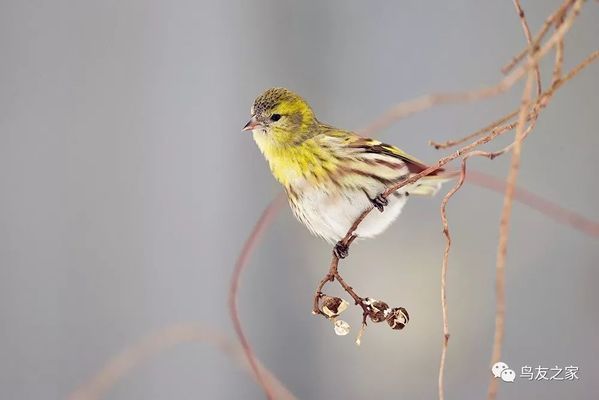 模拟自然环境繁殖技巧分享：模拟自然环境的繁殖技巧 其他宠物 第3张