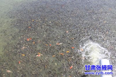 鱼苗运输最佳水温范围：长途鱼苗运输温控技巧 其他宠物 第3张