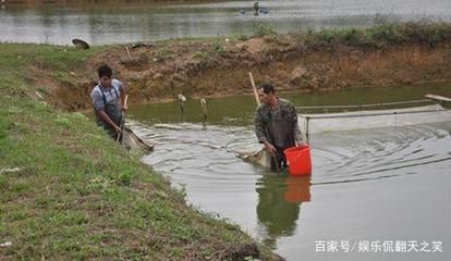 鱼苗运输最佳水温范围：长途鱼苗运输温控技巧 其他宠物 第5张