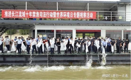 象鼻鱼发电器官的结构特点：非洲象鼻鱼发电器官的结构特点 其他宠物 第3张