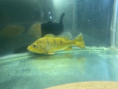 龙鱼要饥饿适应新环境吗：新水族箱中的水质条件对饥饿期的影响 水族问答 第1张