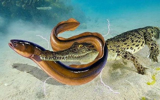 电鳗电击与神经阻滞关系：电鳗电击与生物电现象 其他宠物 第5张