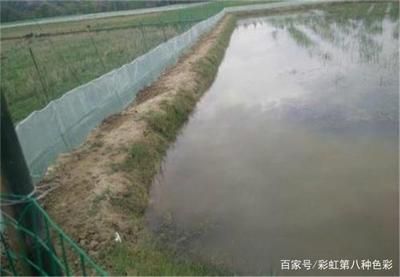 水草养护最佳光照时间：关于水草养护的最佳光照时间的详细信息 其他宠物 第1张