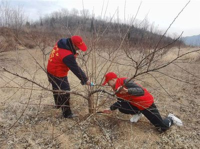 春季果树病虫害防治技巧：春季果树病害防治技术 其他宠物 第5张