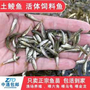 龙鱼野外吃什么：疑问句1：龙鱼在野外主要吃哪些食物呢 水族问答 第1张