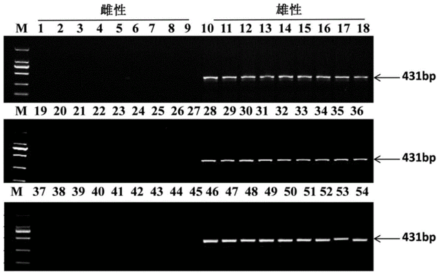 鸭嘴鱼科性别鉴定的分子标记技术：鸭嘴鱼科性别鉴定技术 其他宠物 第2张