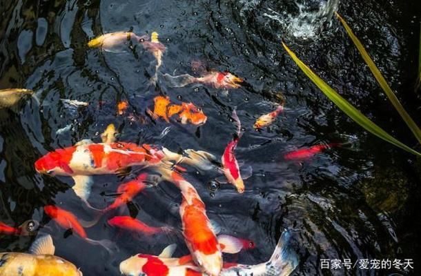 龙鱼一般吃什么东西：如何判断龙鱼的饮食是否均衡 水族问答 第1张