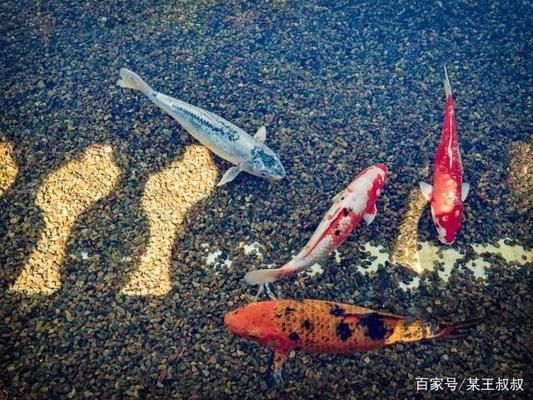 夏季锦鲤降温技巧探究：锦鲤夏季饲料选择指南 其他宠物 第1张