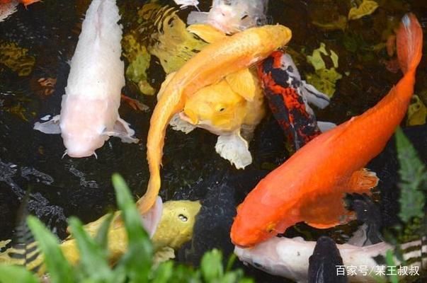 夏季锦鲤降温技巧探究：锦鲤夏季饲料选择指南 其他宠物 第5张