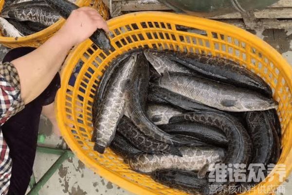 黑云鱼幼鱼适宜饲料选择：黑云鱼幼鱼适宜的饲料选择应包括挠足类、摇蚊幼虫、水生昆虫 其他宠物 第2张