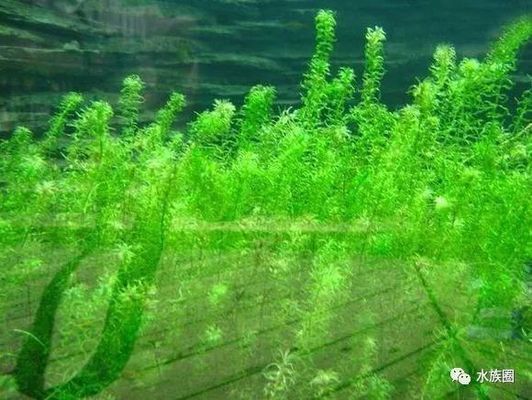 眼斑鲷繁殖缸装饰物推荐：眼斑鲷繁殖缸装饰物的选择是提高其生活质量的重要一环 其他宠物 第1张