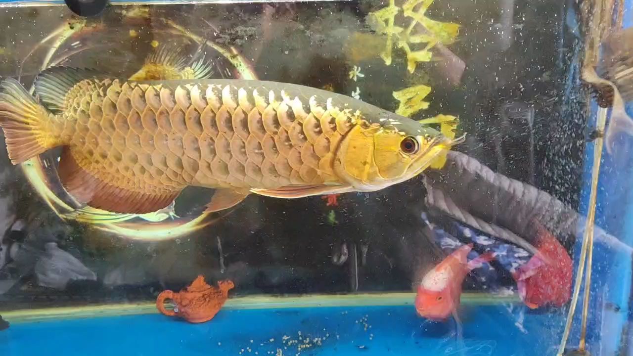 龙鱼一般喂多少饲料 水族问答