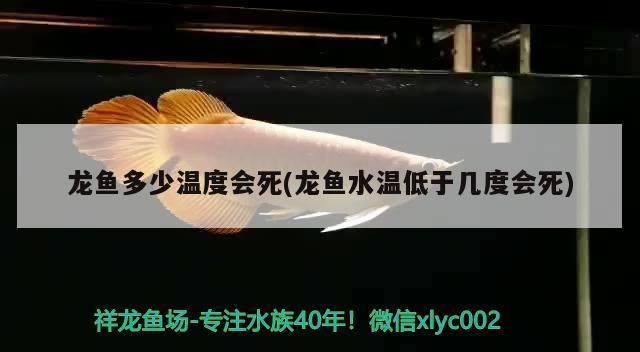 伊巴卡鱼适合的水质条件：伊巴卡鱼适合的水质条件介绍 其他宠物 第5张