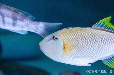 如何调节水族箱水温：如何正确调节水族箱水温 其他宠物 第4张