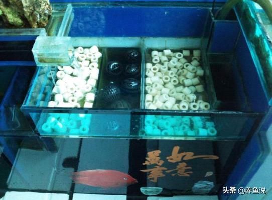 水族箱滤材选择技巧：水族箱滤材培菌效果对比，滤材清洁频率及方法 其他宠物 第1张