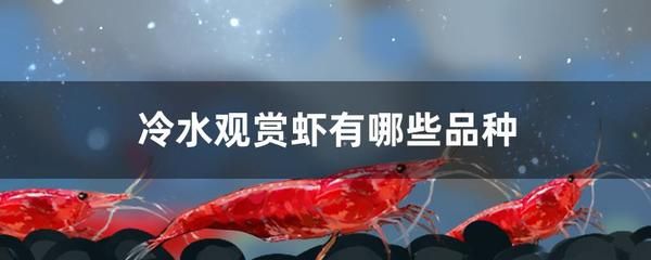 水晶虾繁殖环境优化策略：水晶虾繁殖后水质维护方法， 其他宠物 第2张